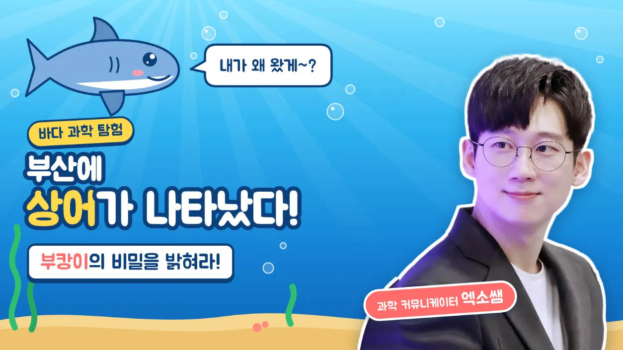 부산에 상어가 나타났다! 부캉이의 비밀을 밝혀라!