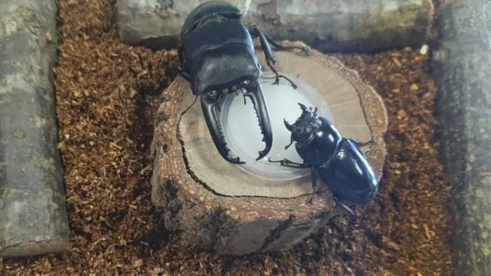 숲속나라 곤충 친구들 : 집에서도 만나요! 넓적사슴벌레의 모든 것