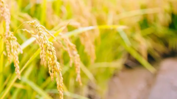 미취학 어린이를 위한 알쏭달쏭 우리말 : 속담편