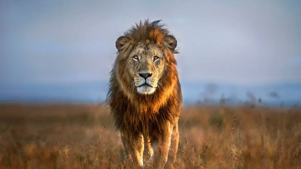 북토크와 생각 글쓰기 : 푸른 사자와 와니니 특집