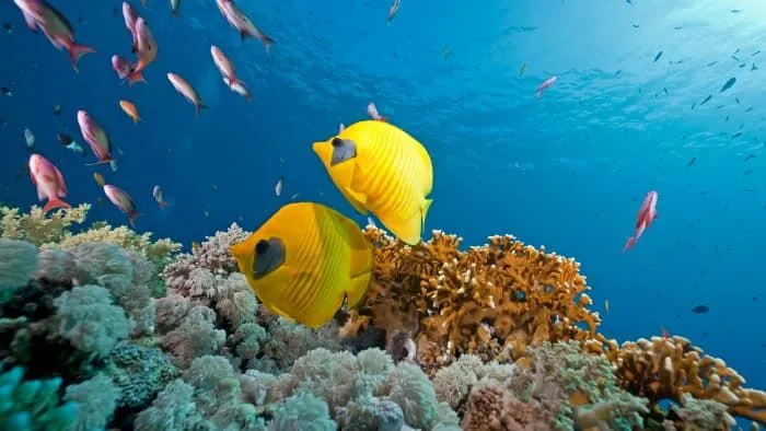 해양생물 네 영어이름은 무엇이니? : 해양전문가와 해양 탐험하며 영어로 동물 이름을 알아보아요!