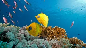 class-1375-thumbnail