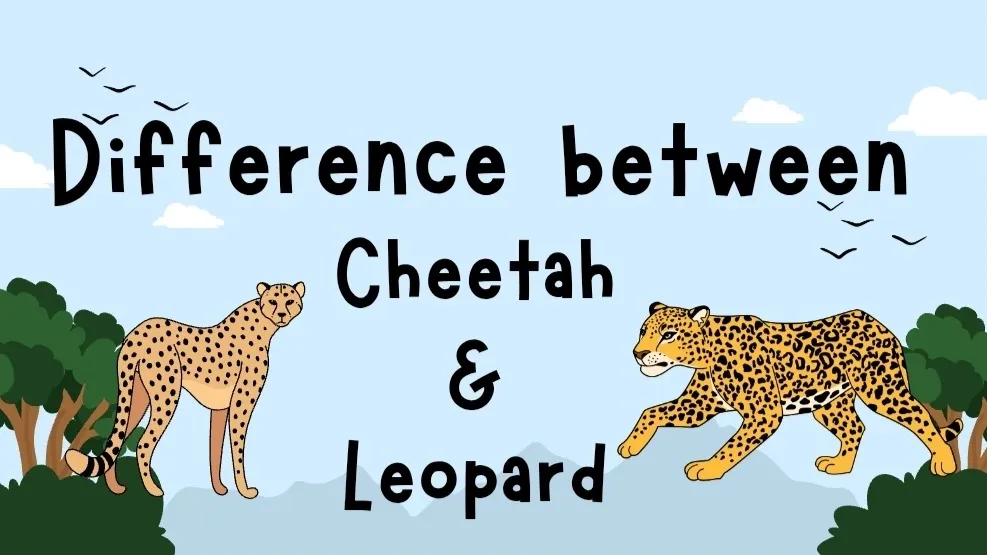 오픈특가50%! [과학x영어]  "치타와 표범의 차이점" 초등 1~3학년 영어리딩수업(스피치원고 작성포함)