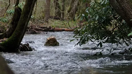 뉴베리 컬렉션 완독 북클럽 : Bridge to Terabithia