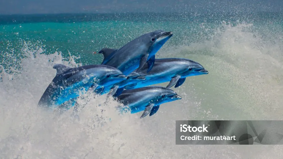 초등 영어필독서 완독 북클럽 :  The Island of Blue Dolphins