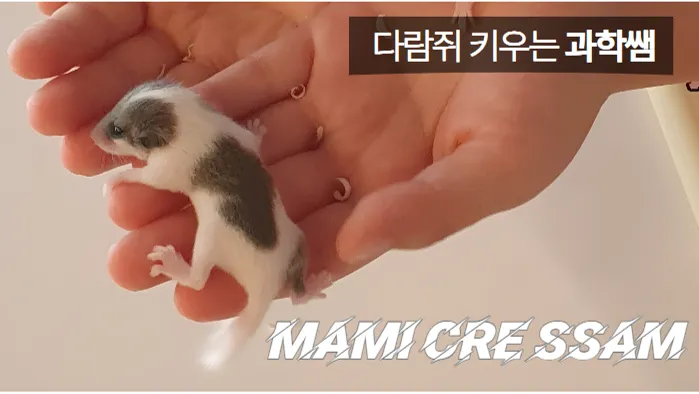 (피그미 다람쥐 키우기) 다람쥐 키우는 과학쌤 : 지구 최강 귀요미 피그미다람쥐 건강하게 키우기