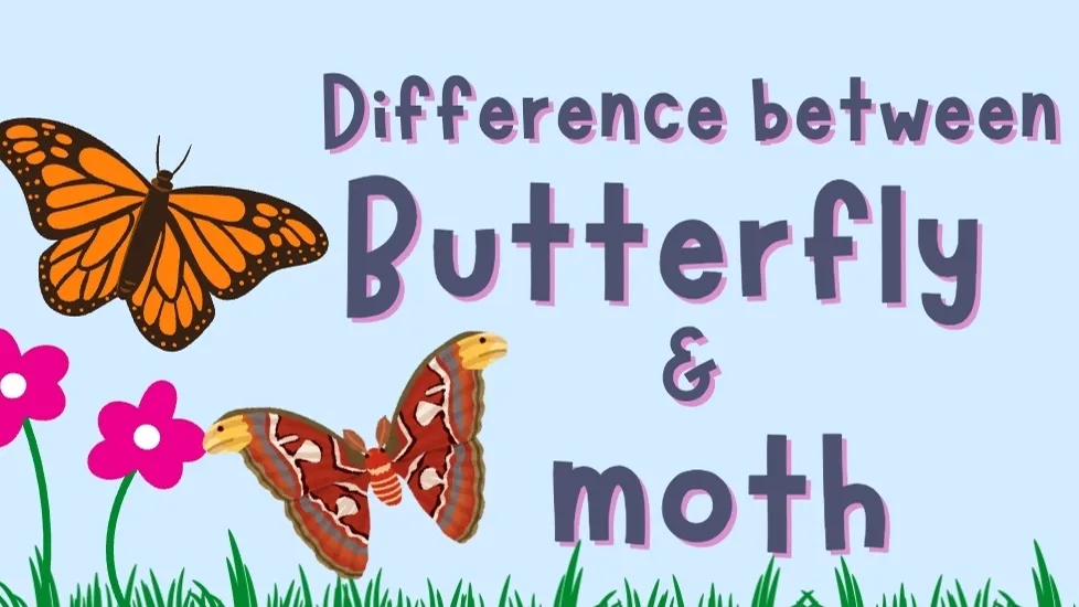 오픈특가50%! [과학x영어]  "나비와 나방의 차이점" 초등 1~3학년 영어리딩수업(스피치원고 작성포함)