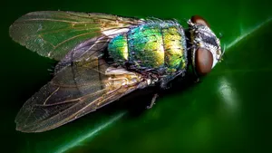 class-10695-thumbnail