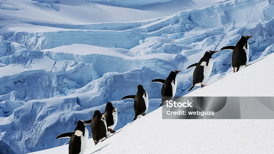 뉴베리 컬렉션 완독 북클럽 : Mr Popper's Penguins