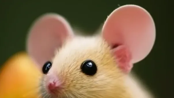 뉴베리 컬렉션 완독 북클럽: The Tale of Despereaux